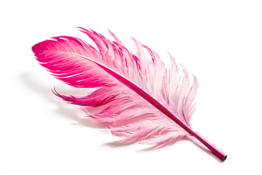 Pink feather isolated on white background photo