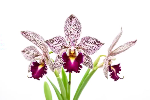 Close-up of a Purple and White Orchid Flower photo