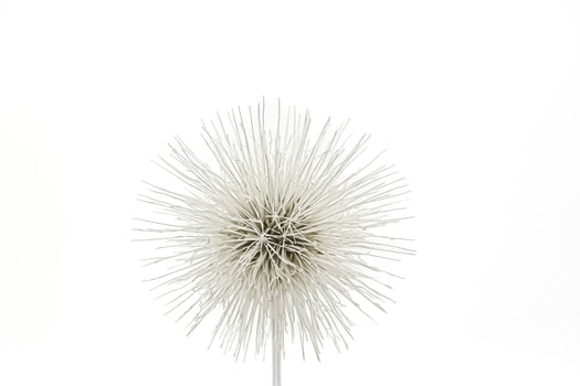 Close-up of a White Dandelion Seed Head Against a White Background photo