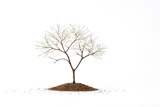 Bare Tree on a Mound of Soil photo