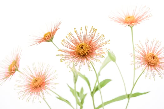 Delicate Pink Flowers on White Background photo