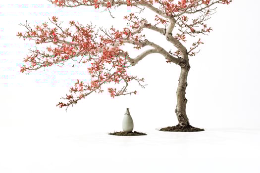 Bonsai tree with red leaves and a vase on a white background photo