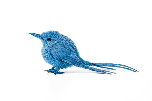 Blue Bird on White Background photo