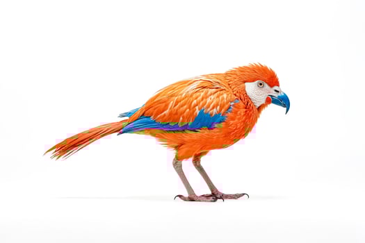 Scarlet Macaw with Blue Wing Feathers Isolated on White Background photo