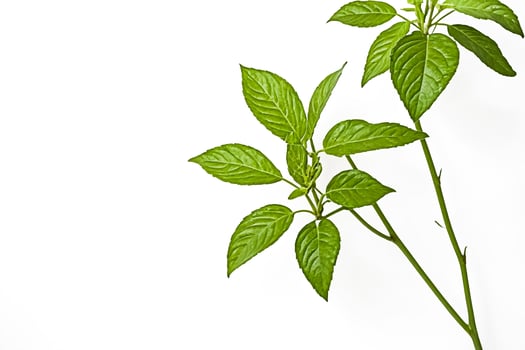 Green Leaves on a White Background photo