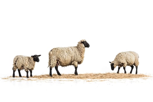 Three Sheep Standing on Hay Against a White Background photo