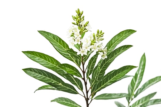 White Flowers and Green Leaves on a Branch photo