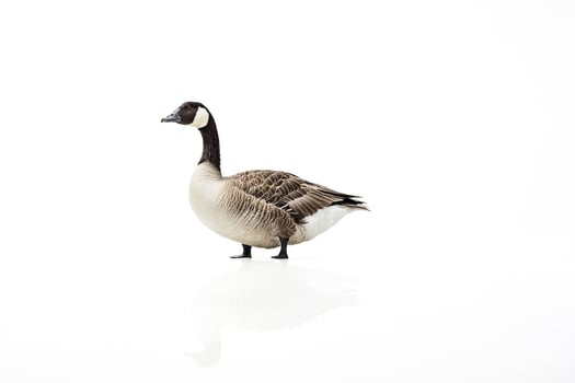 Canada Goose Standing on White Background photo