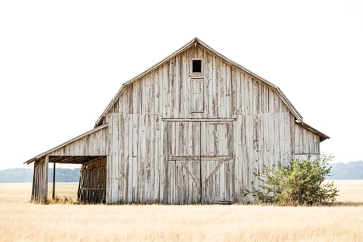 Rustic Barn in a Field of Wheat photo