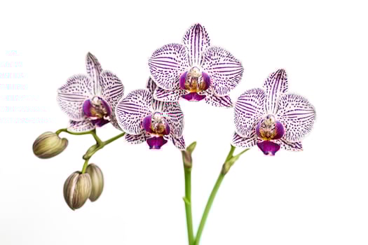 White and Purple Orchids on White Background photo