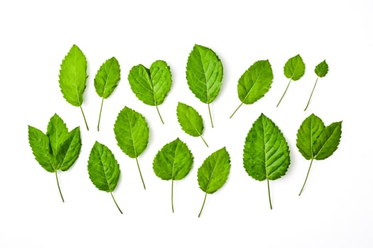 Green leaves isolated on white background photo