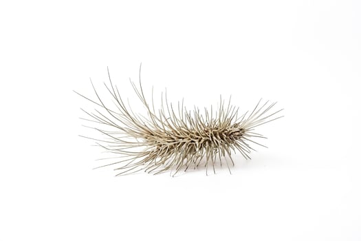 Dried flower on white background photo