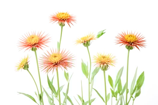 Blooming Orange Flowers on White Background photo