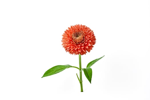 Single Orange Flower with Green Leaves on a White Background photo