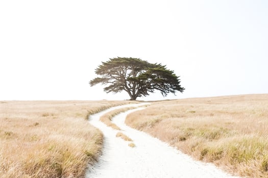 Lone Tree on a Path in a Field of Grass photo