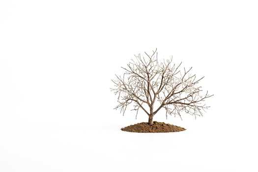 Bare Tree on White Background photo