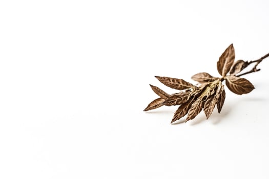 Dried Leaves on White Background photo