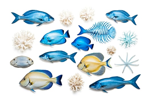 Tropical Fish and Coral Isolated on White Background photo