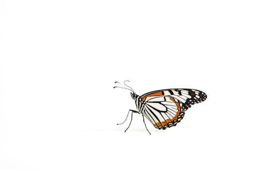 Black and Orange Butterfly on White Background photo