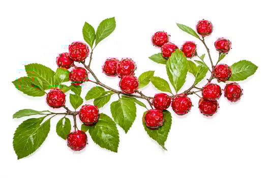 Red Berries and Green Leaves on a White Background photo