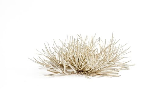 Close-up of Dry Grass on White Background photo