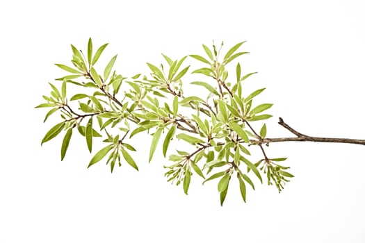 Branch with green leaves and buds isolated on white background photo
