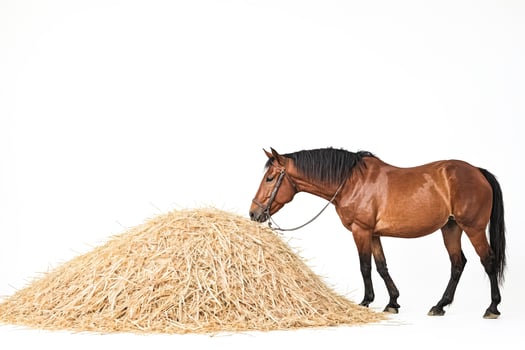 Horse Eating Hay photo