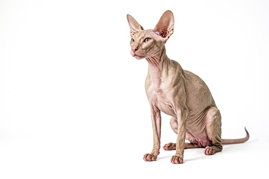 Hairless Cat Sitting on a White Background photo