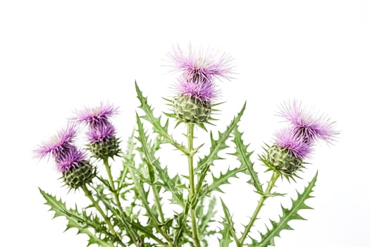 Close-up of a Purple Thistle Flower with Green Spiky Leaves photo