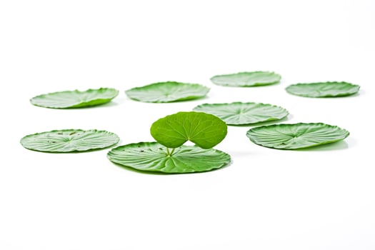 Green Lotus Leaves on White Background photo