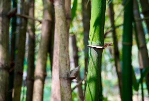 Selective focus green bamboo tree stalk wood texture isolated on horizontal outdoor background. photo