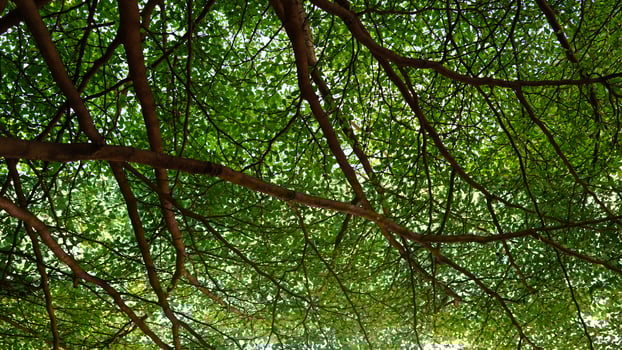 the view from under the tree shows a canopy of lush green leaves, with branches reaching out in various directions. Sunlight filters through the leaves, creating a dappled effect on the soil beneath photo