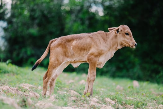 Milk cow grazing on green farm pasture on summer day. Feeding of cattle on farmland grassland photo