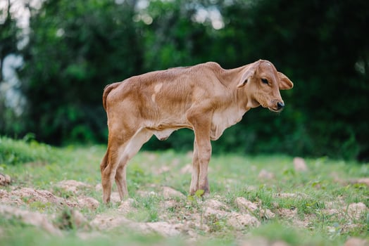 Milk cow grazing on green farm pasture on summer day. Feeding of cattle on farmland grassland photo