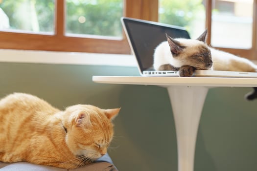 Cat on laptop working from home with cat. cat asleep on laptop keyboard assistant cat working at Laptop. photo