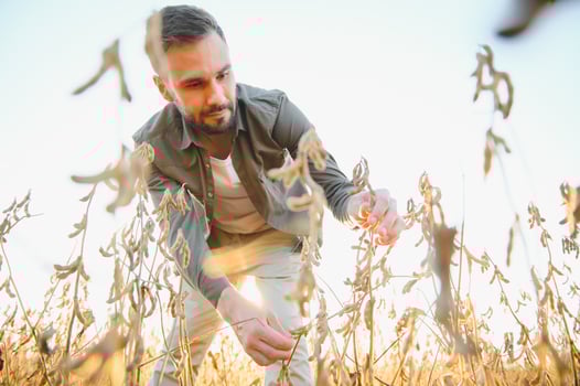 Agronomist inspects soybean crop in agricultural field - Agro concept - farmer in soybean plantation on farm. photo