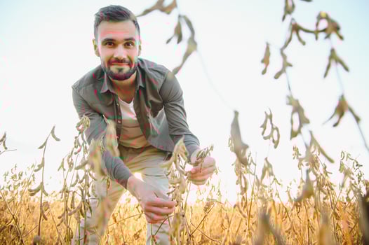 Agronomist inspecting soya bean crops growing in the farm field. Agriculture production concept. young agronomist examines soybean crop on field in summer. Farmer on soybean field. photo