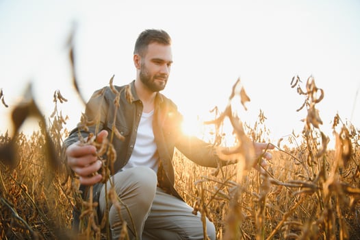 Agronomist inspects soybean crop in agricultural field - Agro concept - farmer in soybean plantation on farm. photo