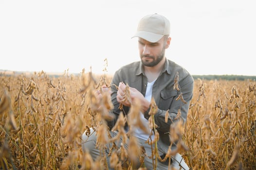 Farmer standing in soybean field at sunset. photo