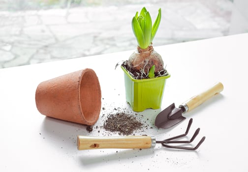 Hyacinth and garden tools on the table photo
