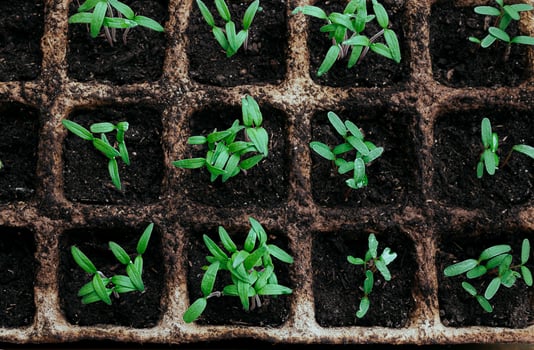 Young bright tomato sprouts photo