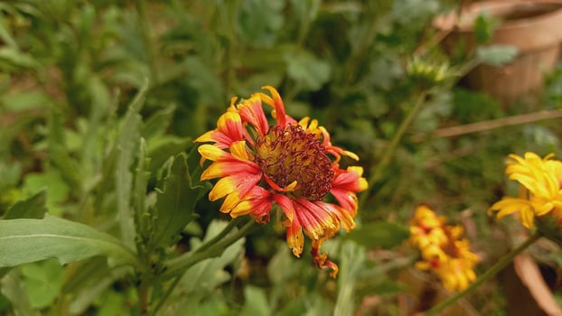 Common Gaillardia, Great Blanket Flower, Indian Blanketflower, Gaillardia aristata Or Gaillardia grandiflora photo