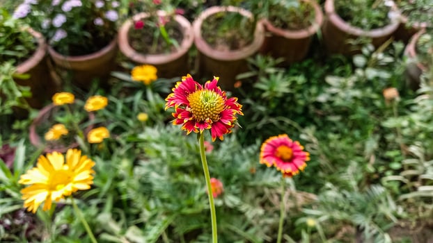 Common Gaillardia, Great Blanket Flower, Indian Blanketflower, Gaillardia aristata Or Gaillardia grandiflora photo