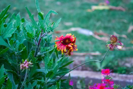 Common Gaillardia, Great Blanket Flower, Indian Blanketflower, Gaillardia aristata Or Gaillardia grandiflora photo