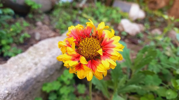 Common Gaillardia, Great Blanket Flower, Indian Blanketflower, Gaillardia aristata Or Gaillardia grandiflora photo