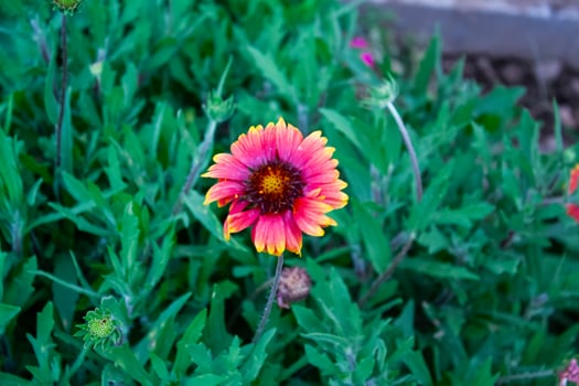 Common Gaillardia, Great Blanket Flower, Indian Blanketflower, Gaillardia aristata Or Gaillardia grandiflora photo