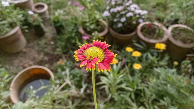 Common Gaillardia, Great Blanket Flower, Indian Blanketflower, Gaillardia aristata Or Gaillardia grandiflora photo
