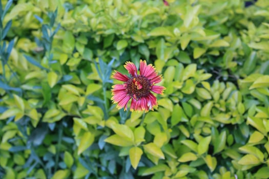 Common Gaillardia, Great Blanket Flower, Indian Blanketflower, Gaillardia aristata Or Gaillardia grandiflora photo