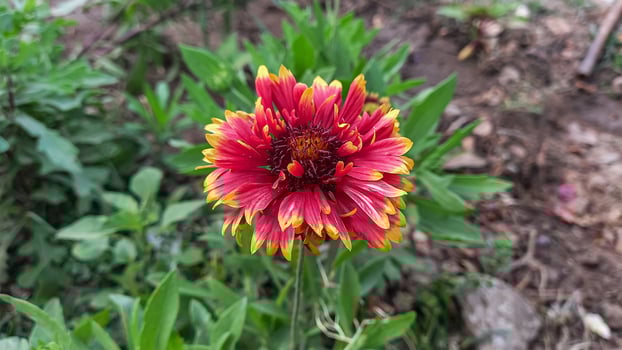 Common Gaillardia, Great Blanket Flower, Indian Blanketflower, Gaillardia aristata Or Gaillardia grandiflora photo