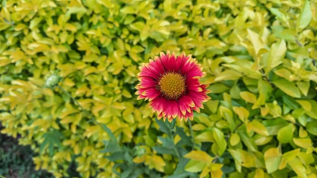 Common Gaillardia, Great Blanket Flower, Indian Blanketflower, Gaillardia aristata Or Gaillardia grandiflora photo
